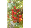 Насіння помідору сорту "IVA'S RED BERRY"
